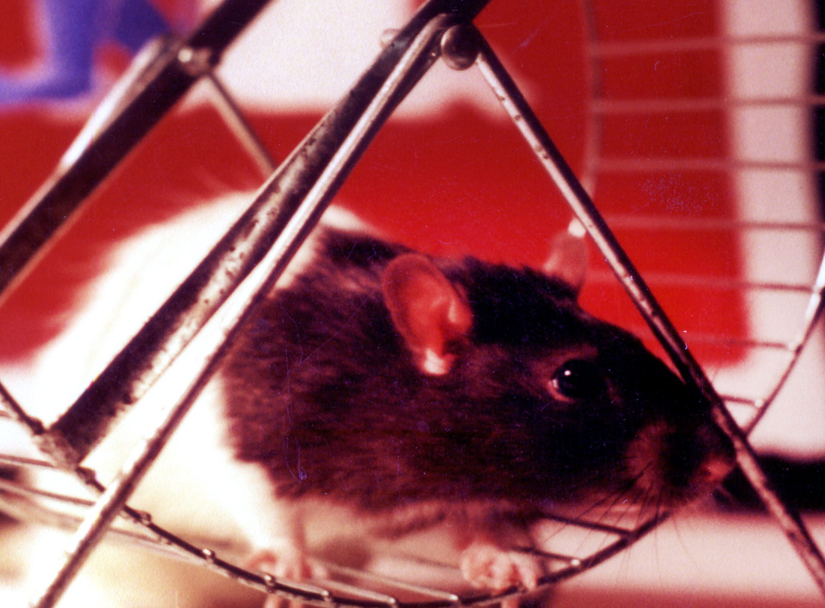Treadmills Handle the Rat Race