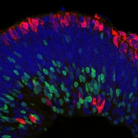 An Eye For Lab-Built Retinas