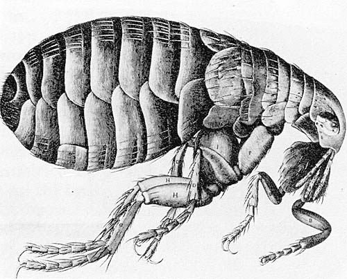 Levaquin Approved for Treatment of the Plague