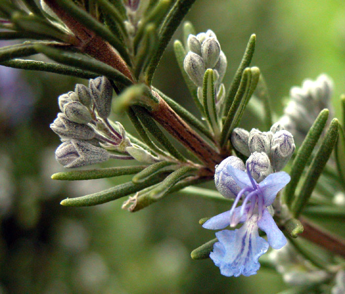 Our Brains Race for Rosemary 