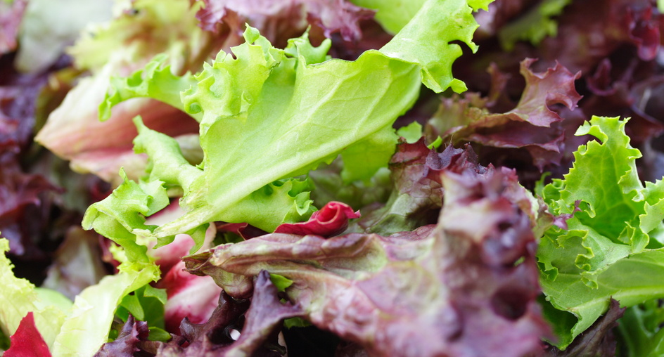 Salad Plant Back In Business