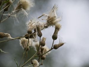Cancer Therapy May Backfire