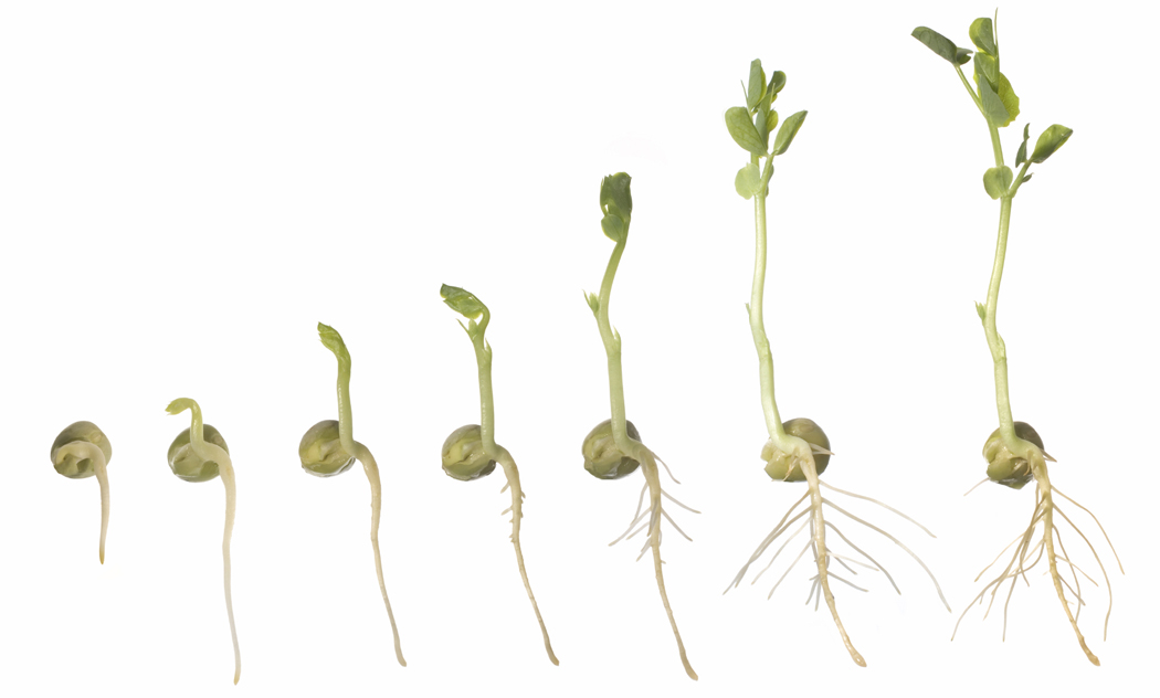 Source of May E. Coli Outbreak Pinpointed