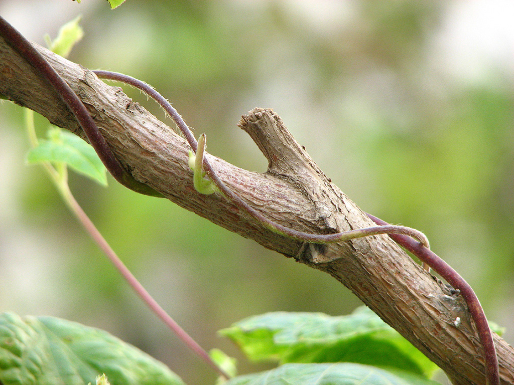 Containing Cancer is Complicated