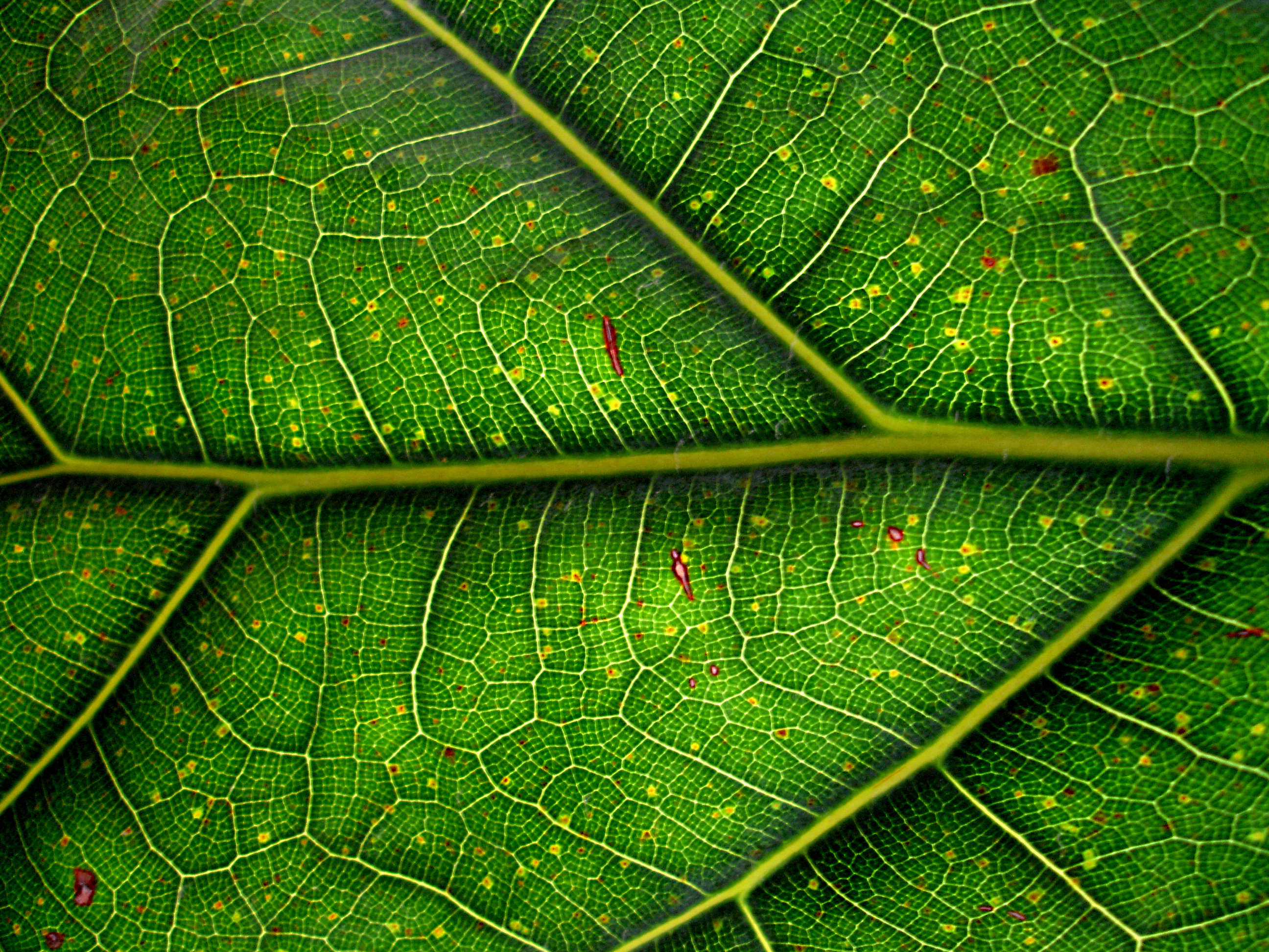 Human Lung Stem Cell Does All the Tricks