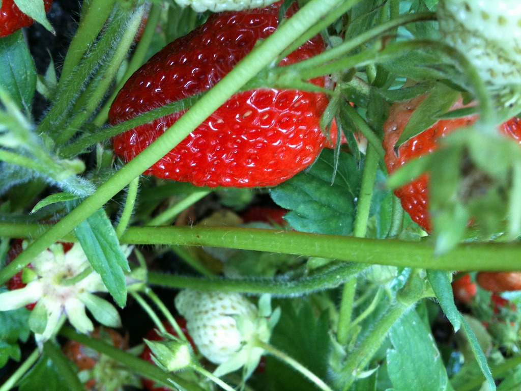 Strawberry Fields Forever