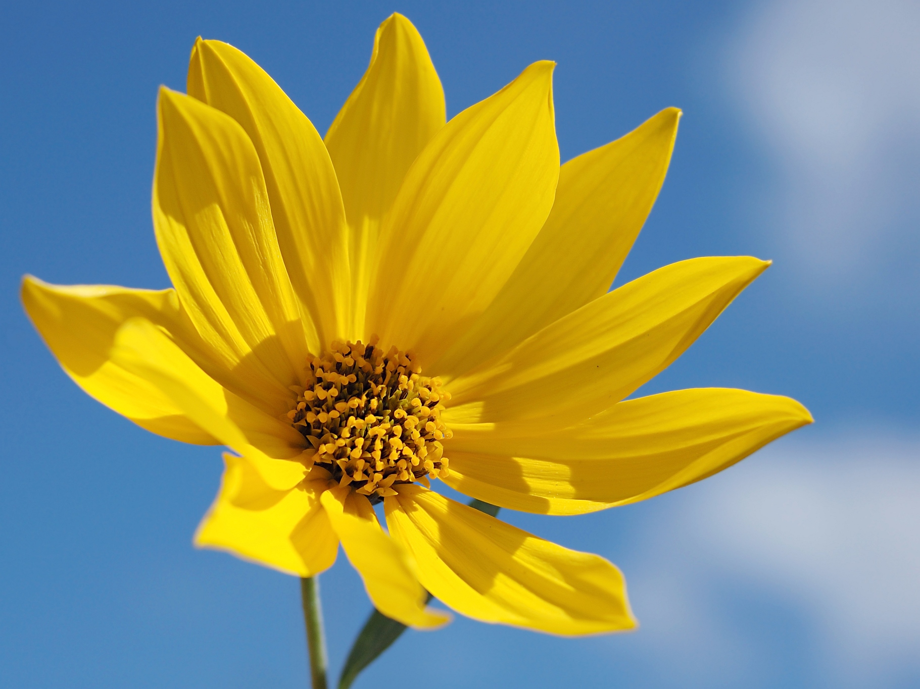 New Life For Advanced Cancer Patients
