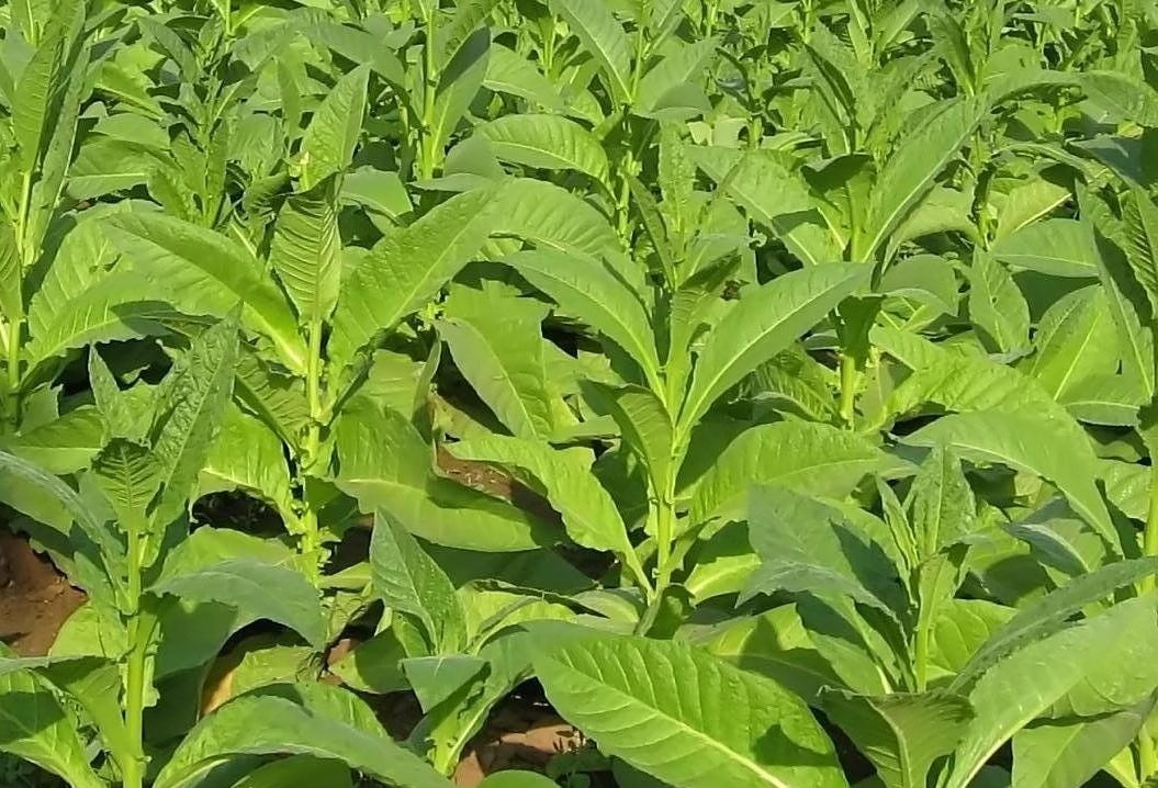 Tobacco Plants for New Drugs