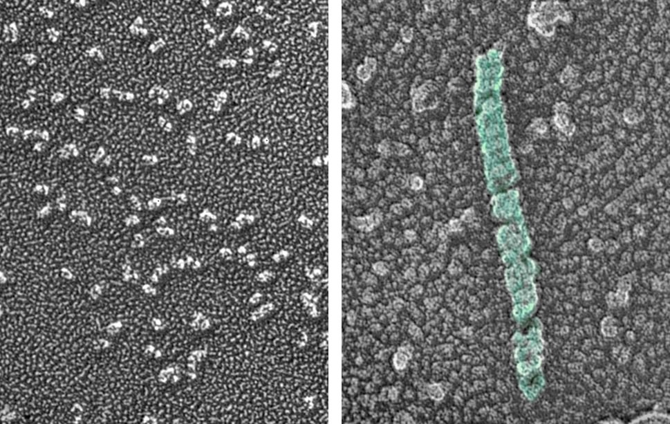 Clues to Blood Clotting