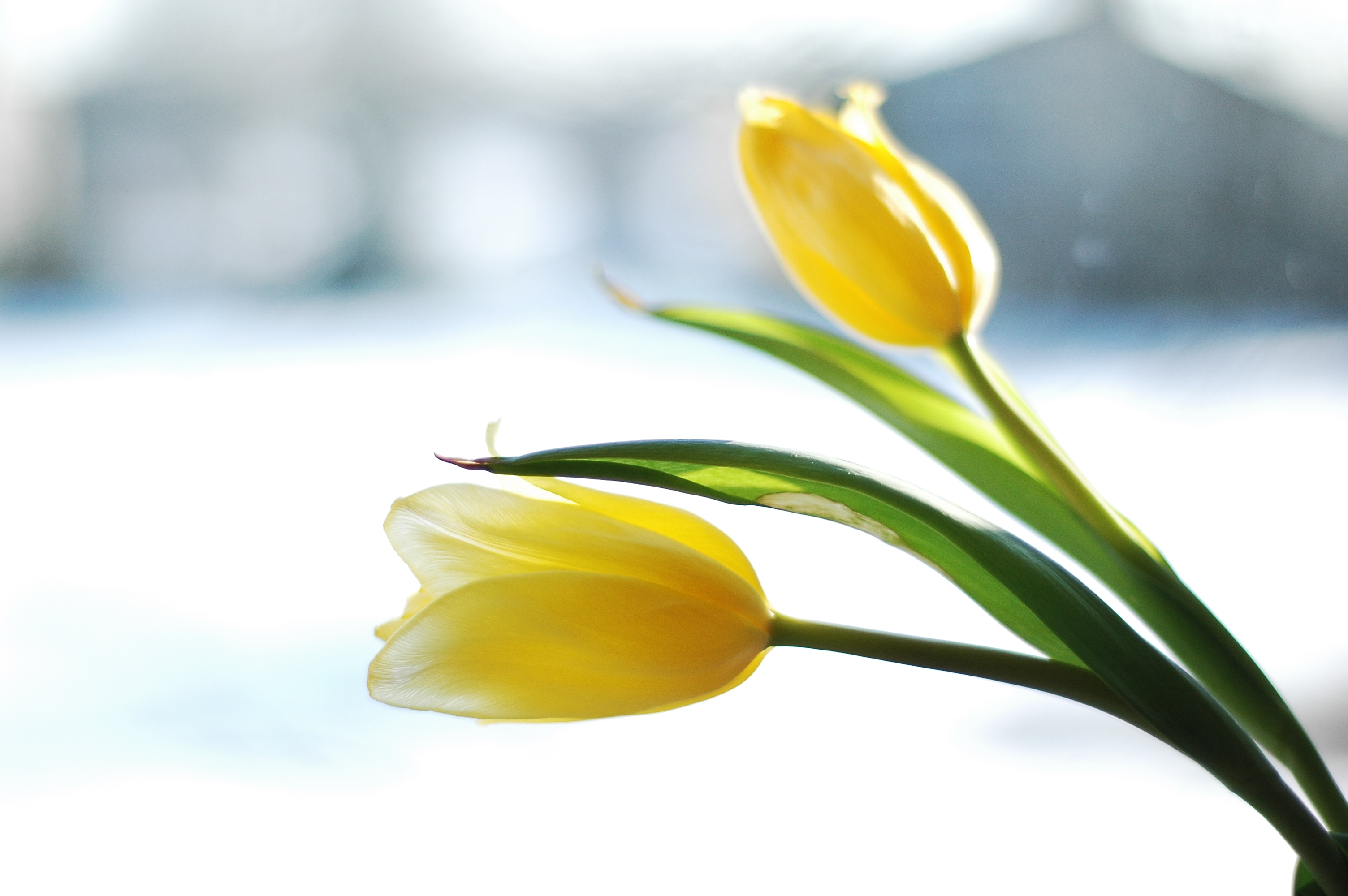 Living Longer with HER2+ Breast Cancer