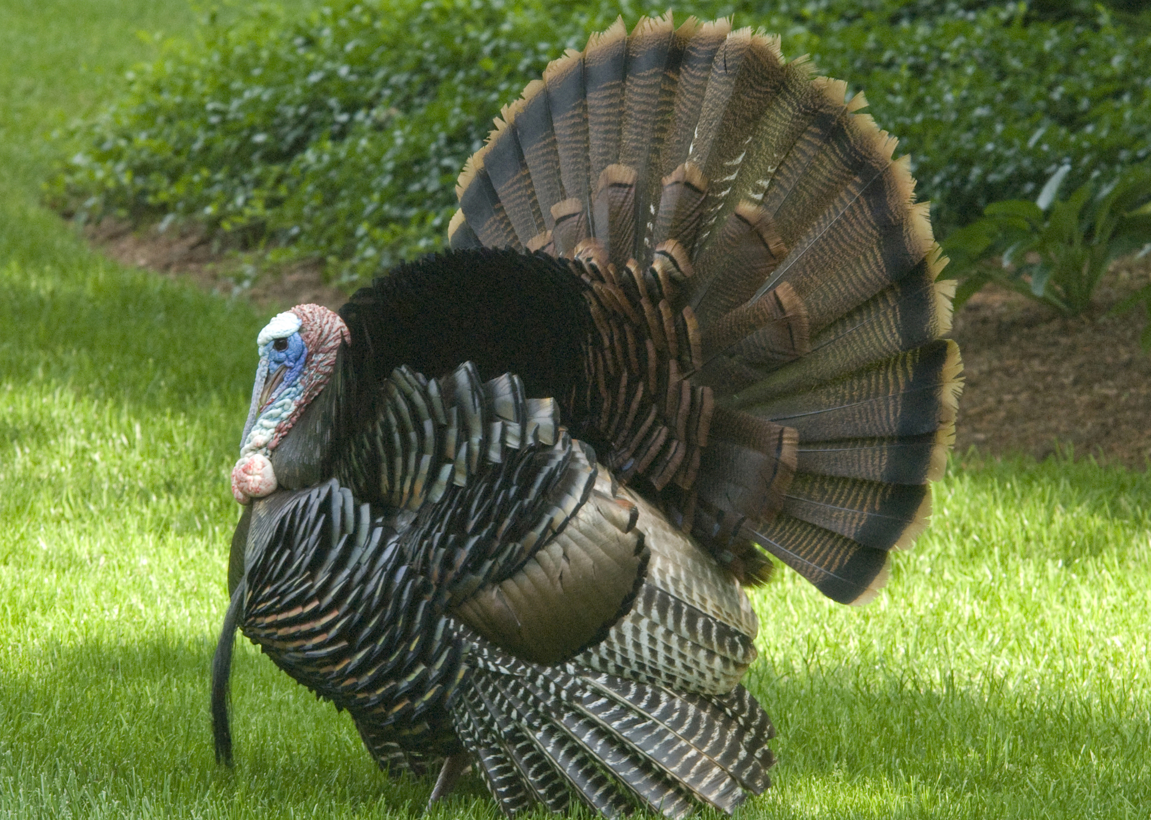 Skip the Tail on Turkey Day