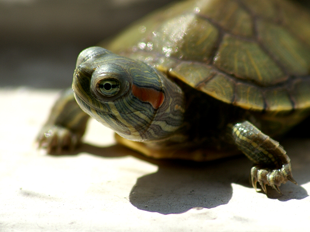 No Pet Turtle for You, Kid!