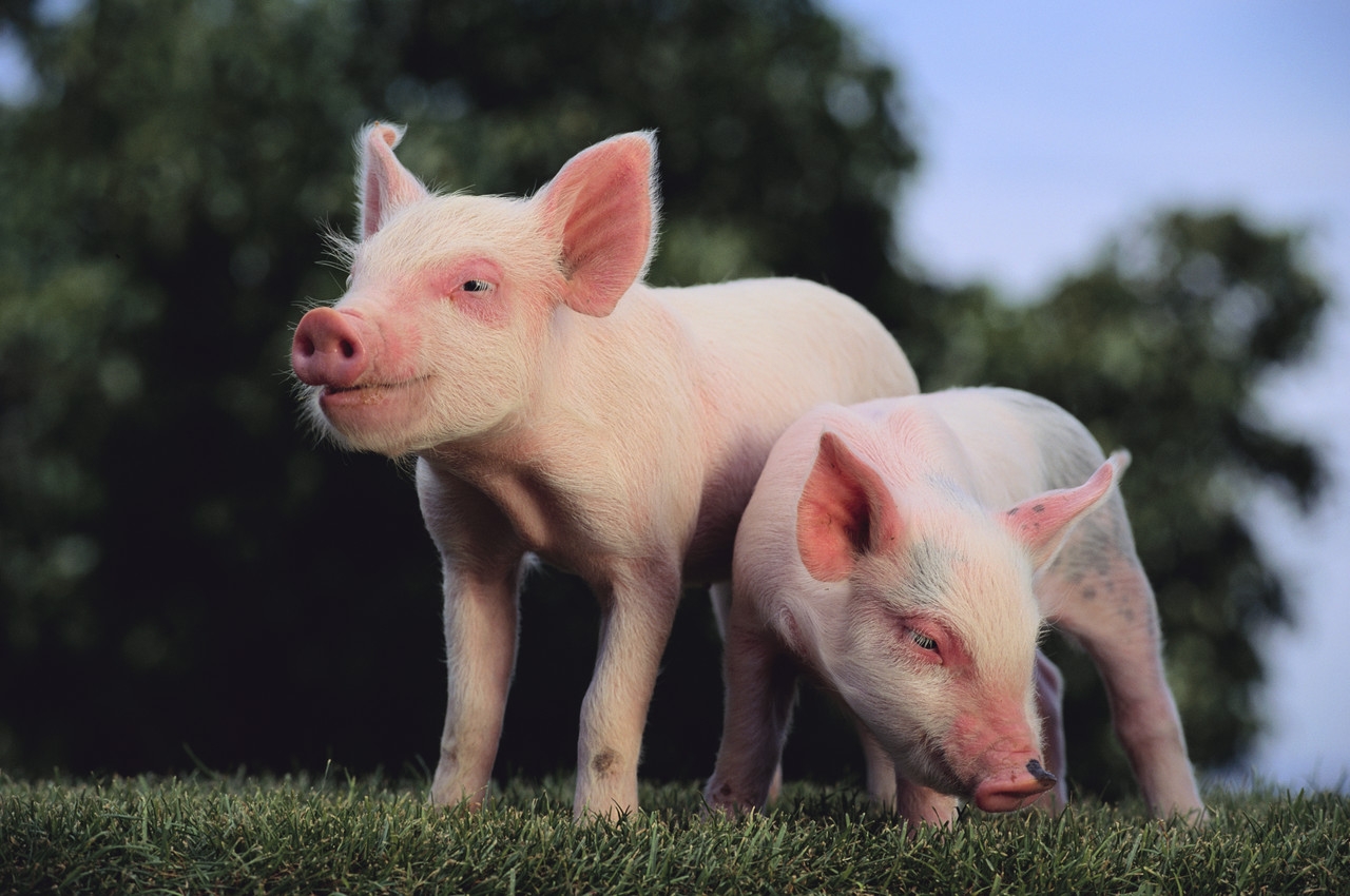 Farmacology or Farm Ecology