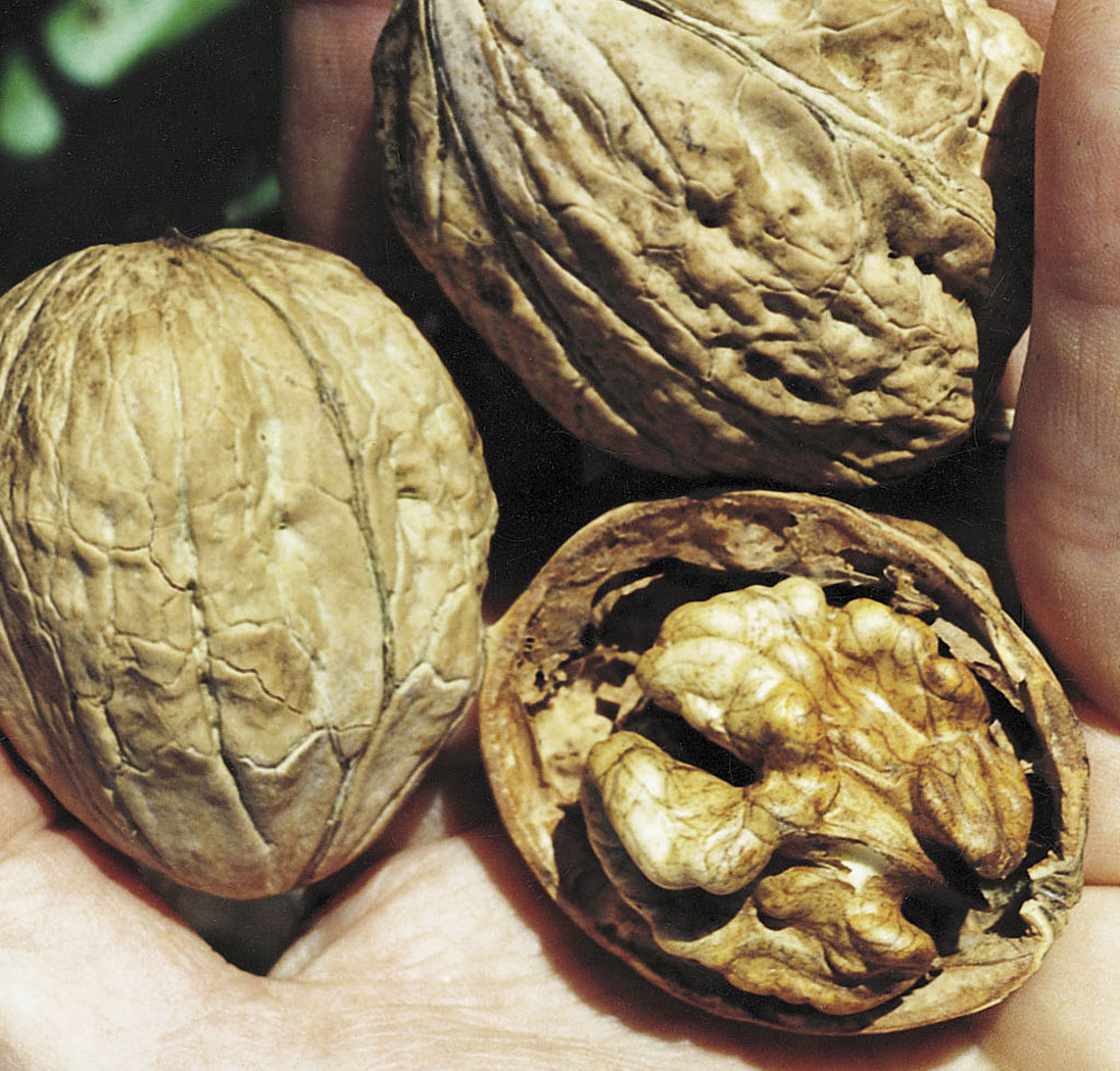 Cancer Does not Like Walnut Oil