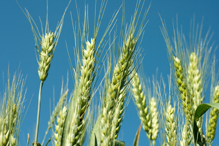 Kids Brains on Pesticides?
