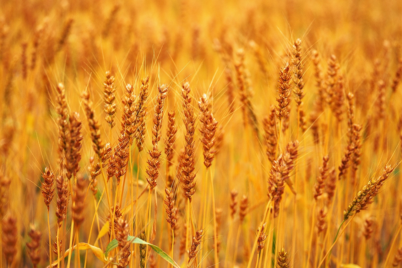 Defining Wheat Sensitivity