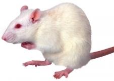 Mighty Mice!