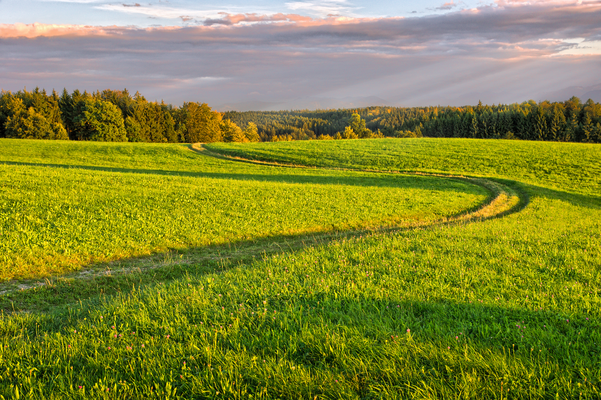 The Long and Winding Cancer Road